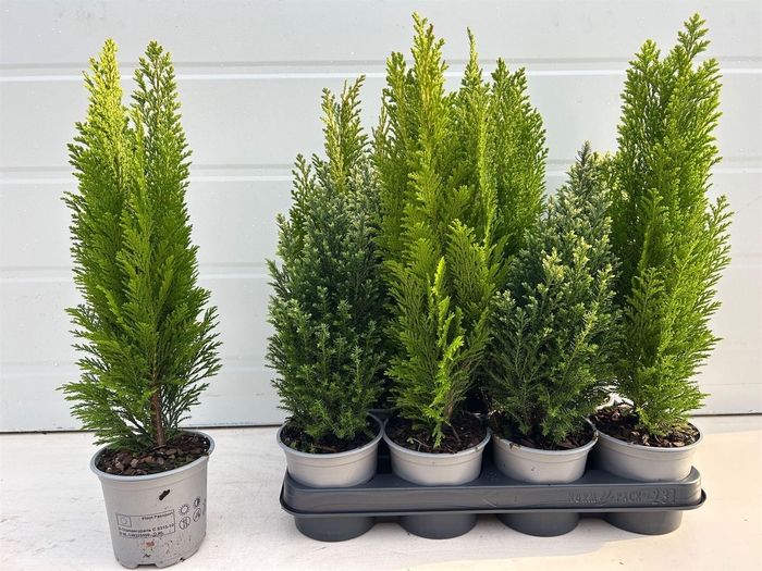 <h4>Conifers ...mix</h4>