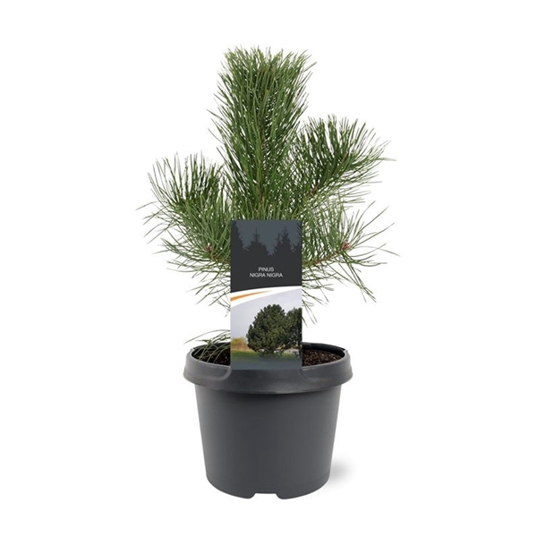 <h4>Pinus nigra nigra</h4>