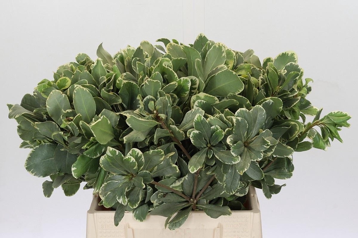 <h4>PITTOSP TO ILAN</h4>