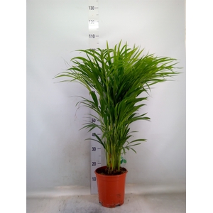 Dypsis lutescens   ...Chrysalidoca