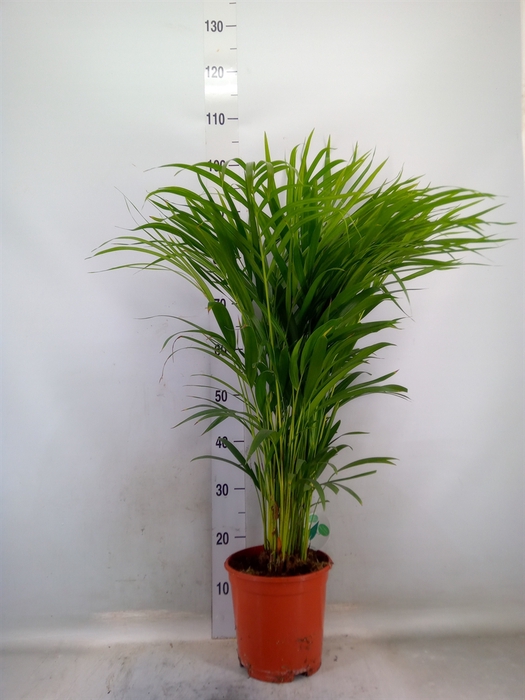 <h4>Dypsis lutescens   ...Chrysalidoca</h4>