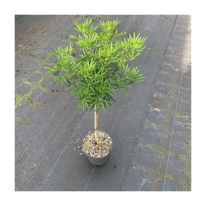 <h4>Choisya ternata White Dazzler C3</h4>
