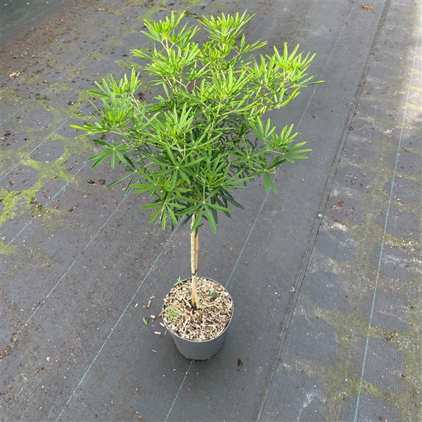 <h4>Choisya ternata White Dazzler C3</h4>
