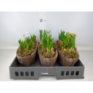 Arr.  Narcissus Tete Tete L%