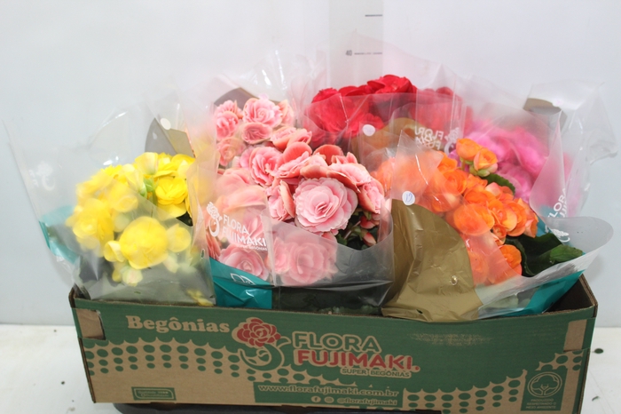<h4>BEGONIA P15</h4>