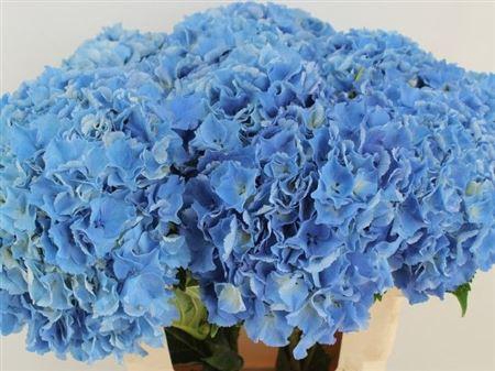 <h4>Hydr M Royal Parade 60cm-20</h4>