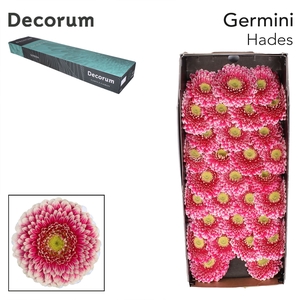 Germini Pomponi Hades Half doos