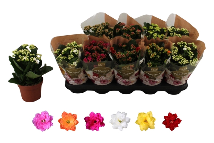 <h4>KAL GE RO GEM 6 KL</h4>