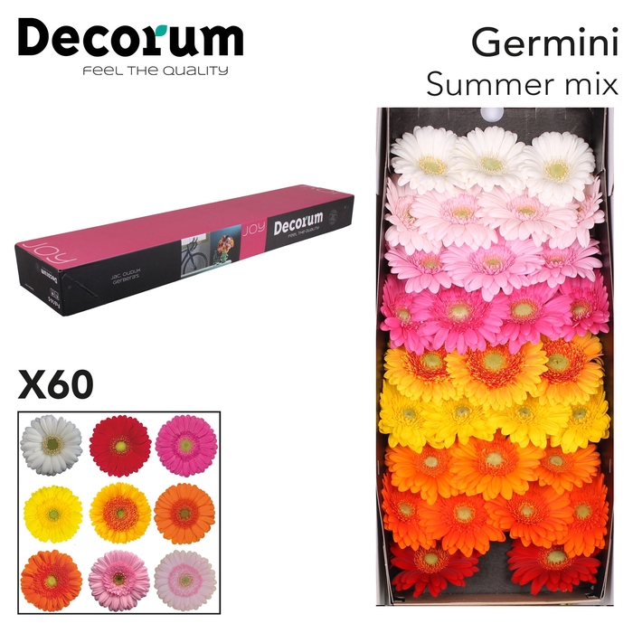 <h4>Germini Mix Summer Doos</h4>