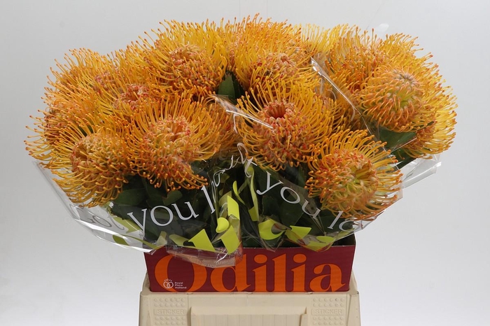 <h4>Nutans Soleil</h4>