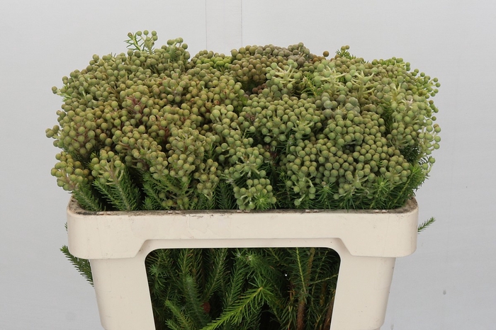 <h4>Kaaps Groen Palaecea</h4>