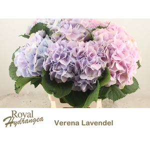 HYDR M CH VERENA BL