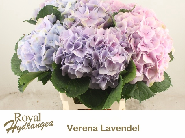 <h4>HYDR M CH VERENA BL</h4>