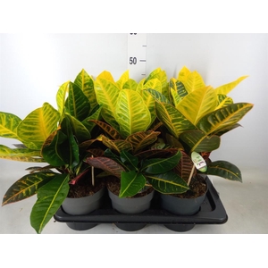 Codiaeum var. GR 'Petra'