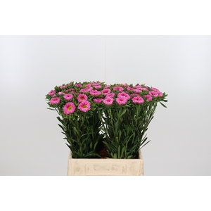 Callistephus Mats Roze
