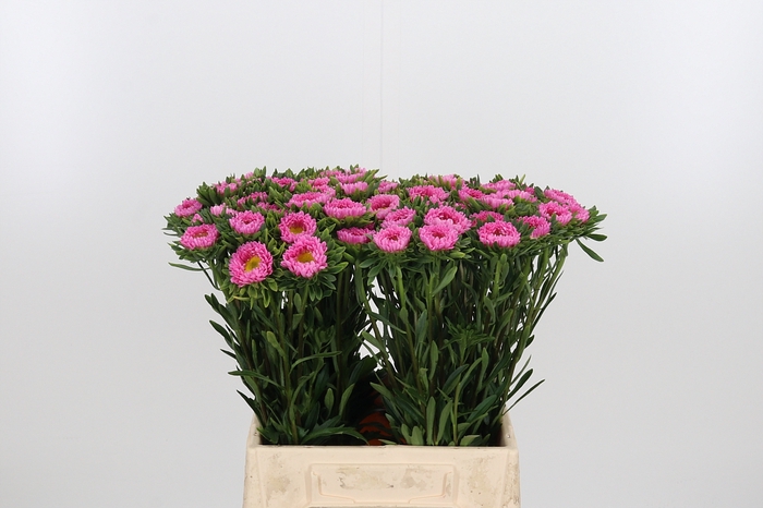 <h4>Callistephus Mats Roze</h4>