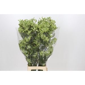 Anigozanthos Green