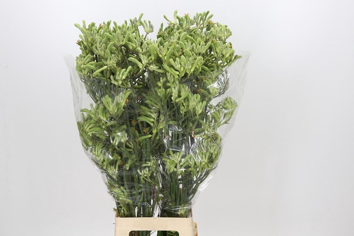 <h4>Anigozanthos Green</h4>