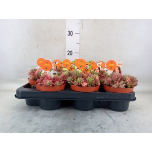 Sedum rubrotinctum 'Aurora'