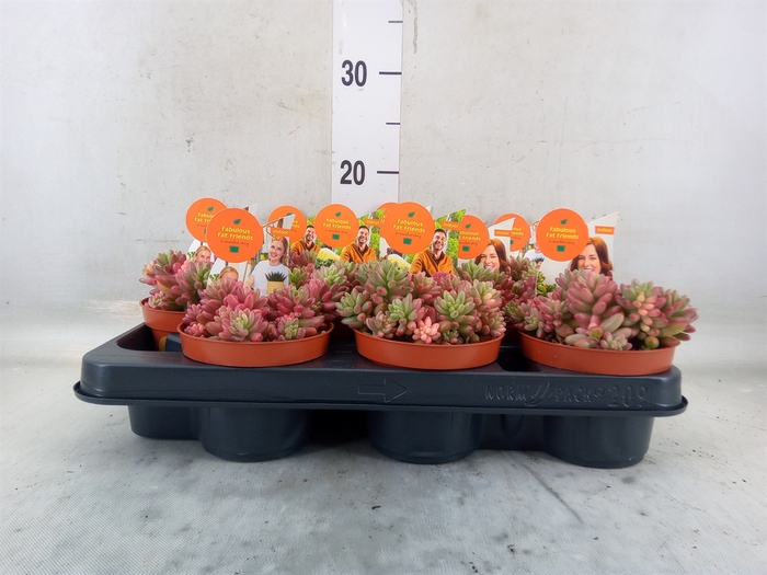 <h4>Sedum rubrotinctum 'Aurora'</h4>