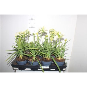 Agapanthus Charlotte Wit Pot 12 Cm