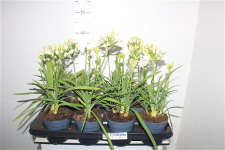 <h4>Agapanthus Charlotte Wit Pot 12 Cm</h4>