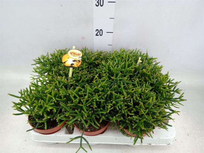 <h4>Rhipsalis burchellii</h4>