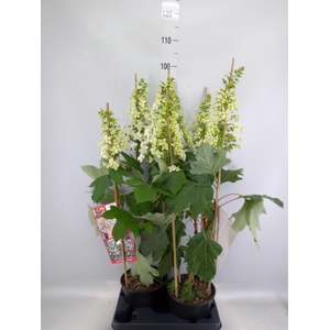 Hydrangea quercifolia