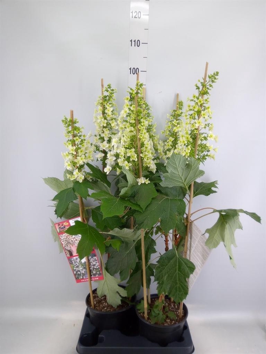 <h4>Hydrangea quercifolia</h4>
