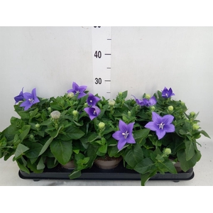 Platycodon grand. 'Astra Blue'