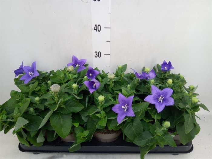 <h4>Platycodon grand. 'Astra Blue'</h4>