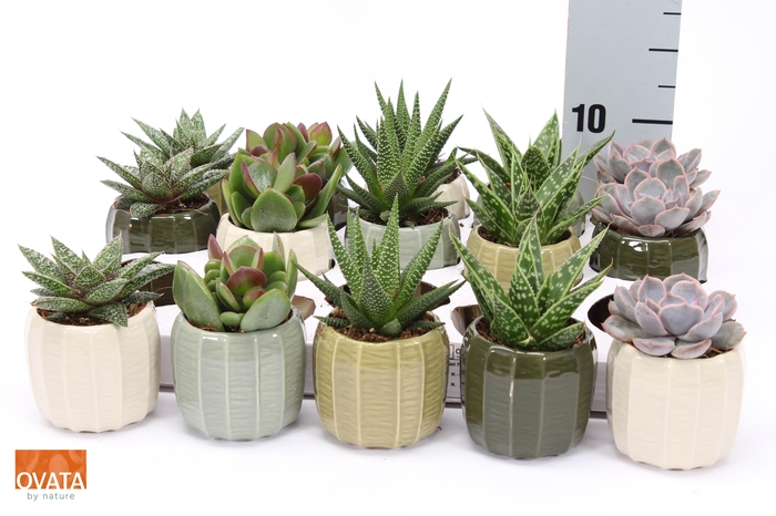 <h4>SUCC GEM 5 SRT</h4>