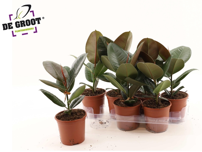 <h4>FIC EL ROBUSTA</h4>