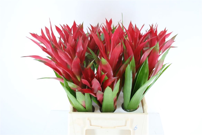 <h4>Bromelia Vino</h4>