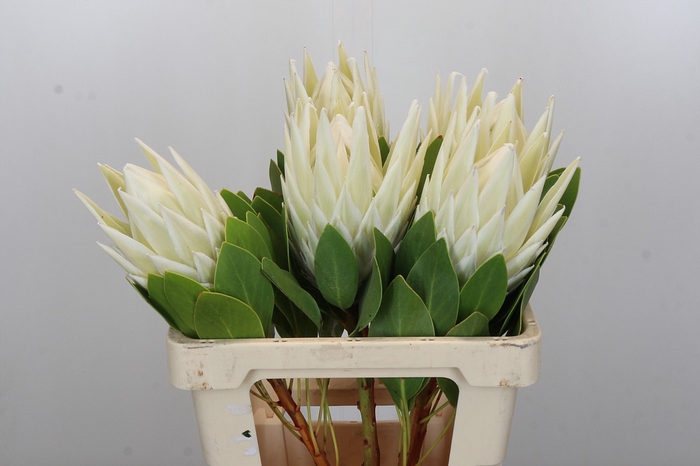 Protea Cyn. Ayoba Arctic Ice