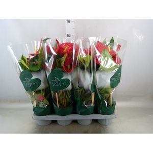 Anthurium andr. 'Nevada'