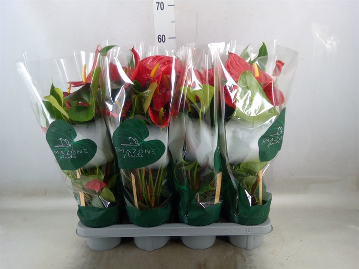 <h4>Anthurium andr. 'Nevada'</h4>