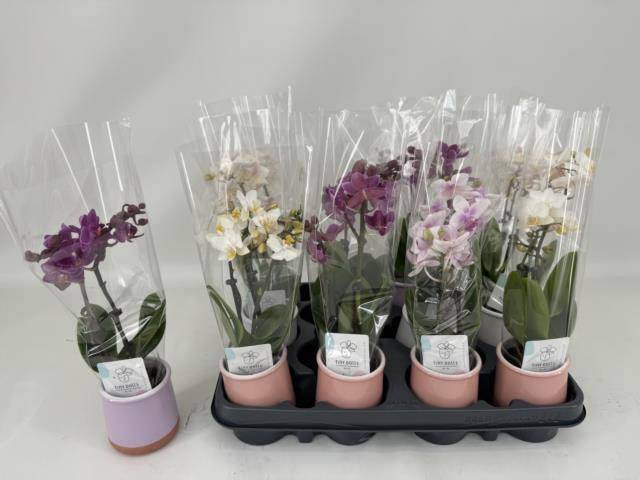 <h4>PHAL MINI</h4>