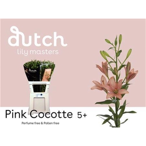 Li La Pink Cocotte