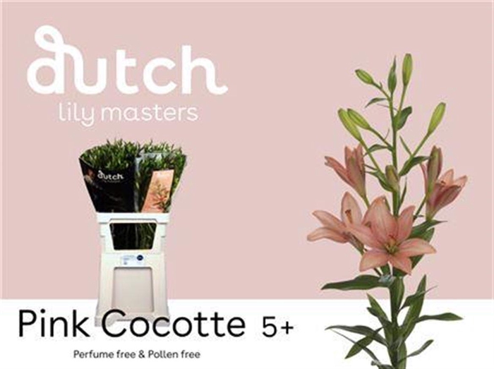 <h4>Li La Pink Cocotte</h4>