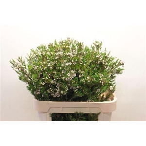 Chame Un Snow Flake 80cm