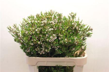 <h4>Chame Un Snow Flake 80cm</h4>