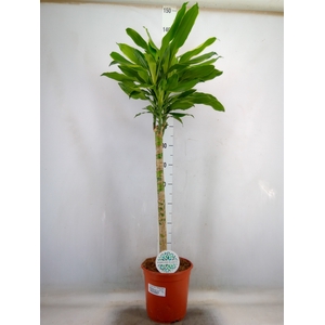 Dracaena frag. 'Golden Coast'