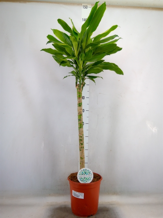 <h4>Dracaena frag. 'Golden Coast'</h4>