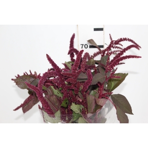 AMARANTHUS VINHO