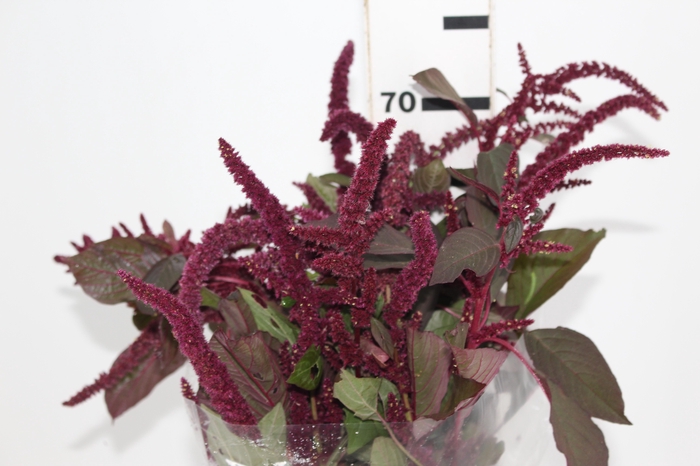 AMARANTHUS VINHO