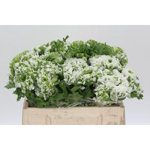 Ranunculus Pon Pon Igloo