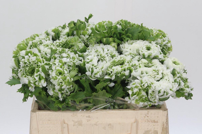 <h4>Ranunculus Pon Pon Igloo</h4>
