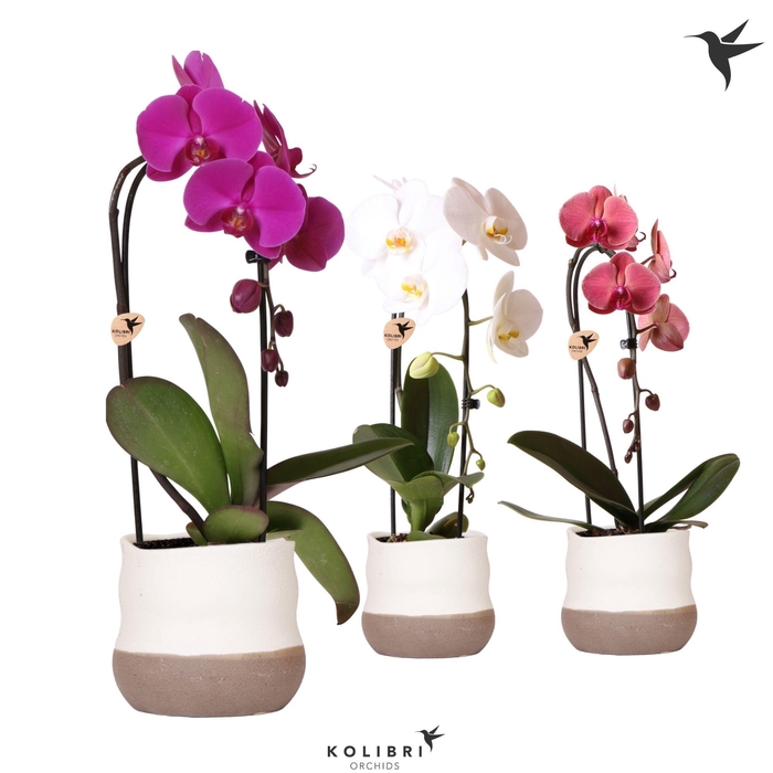 <h4>Kolibri Orchids Phalaenopsis Cascade Niagara Fall mix 1 spike in Imperfect Bag pot</h4>