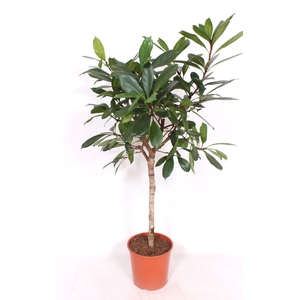 Ficus Cyathistipula Stam